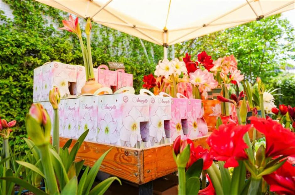 魔都年宵花市,开逛!