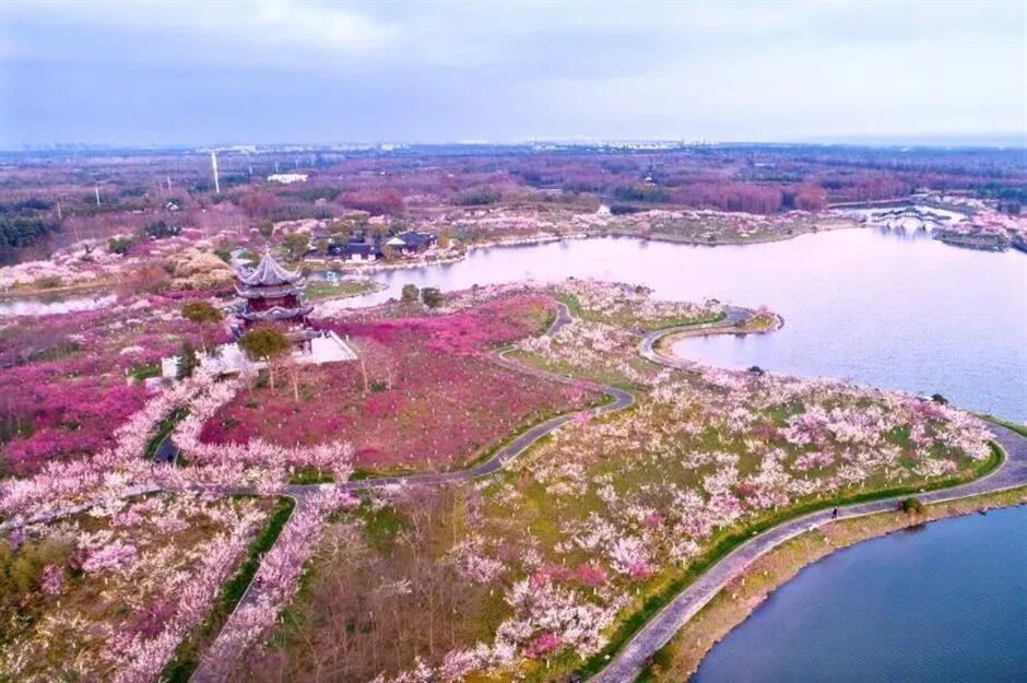 馬上賞梅!海灣國家森林公園梅花節定檔了