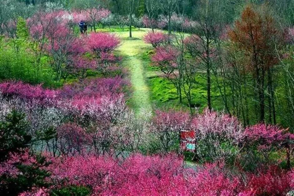 馬上賞梅!海灣國家森林公園梅花節定檔了