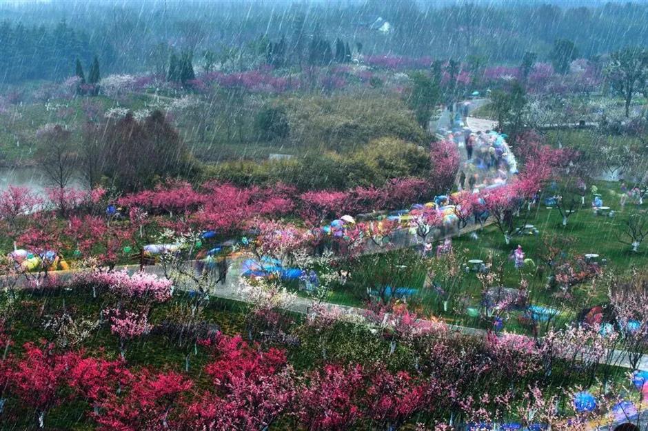 馬上賞梅!海灣國家森林公園梅花節定檔了