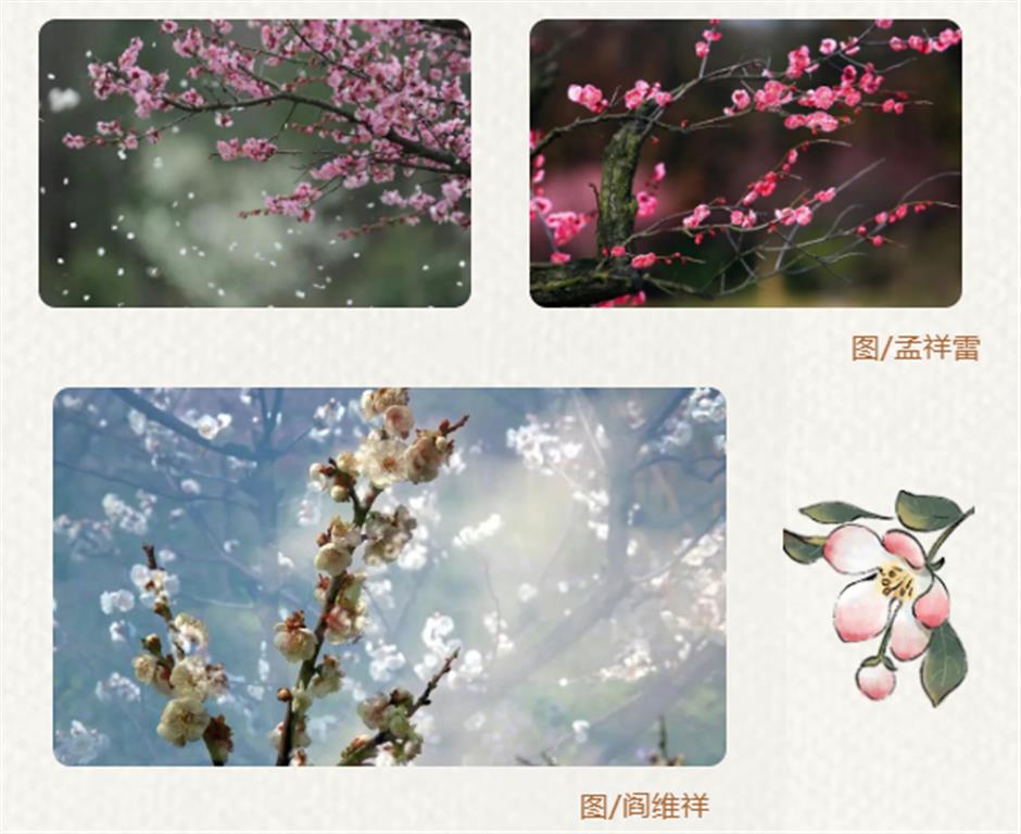 馬上賞梅!海灣國家森林公園梅花節定檔了