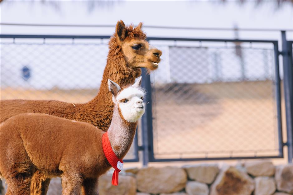 Shanghai Scenic Spots Offer Discounts to Visitors Born in Year of the Horse