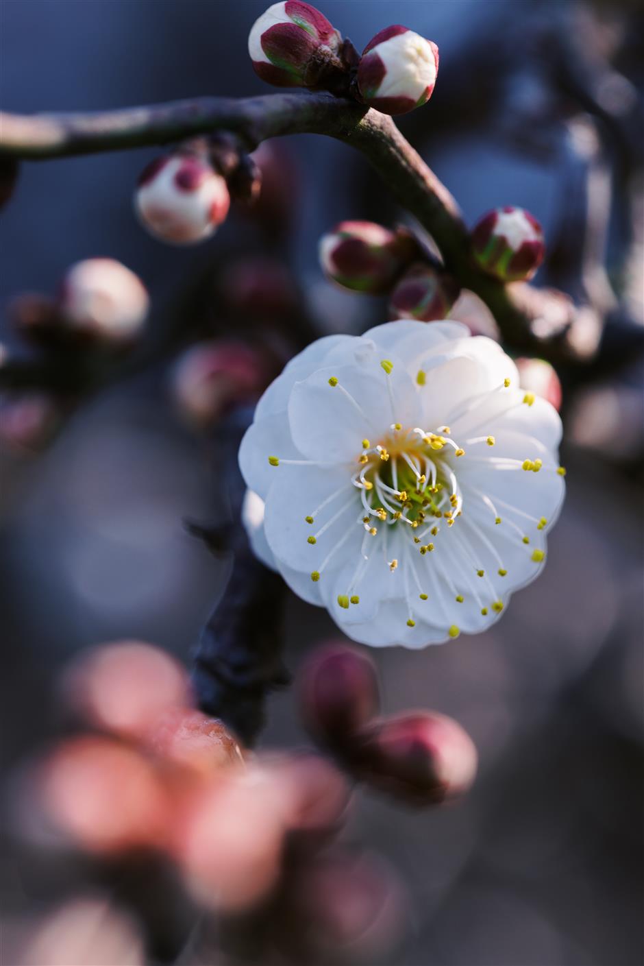 Shanghai Scenic Spots Offer Discounts to Visitors Born in Year of the Horse