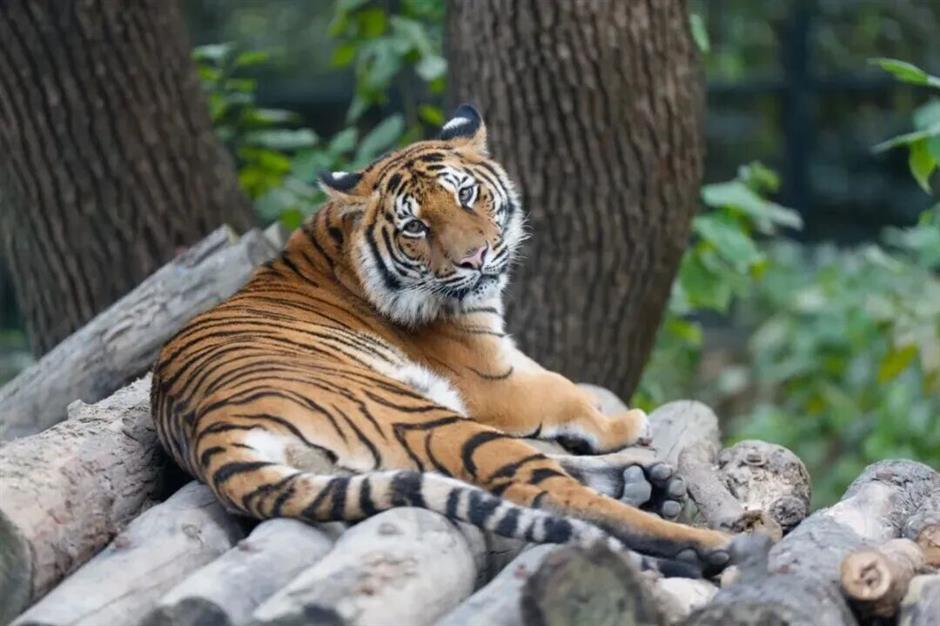 上海景区春节活动清单,新鲜出炉!|旅选上海,超级新春