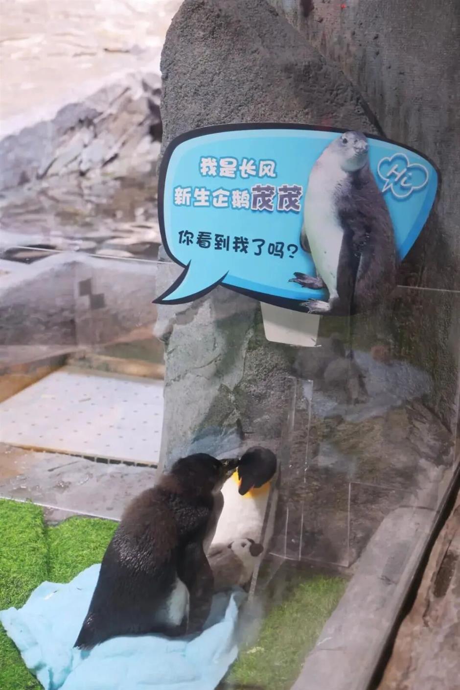 上海景区春节活动清单,新鲜出炉!|旅选上海,超级新春