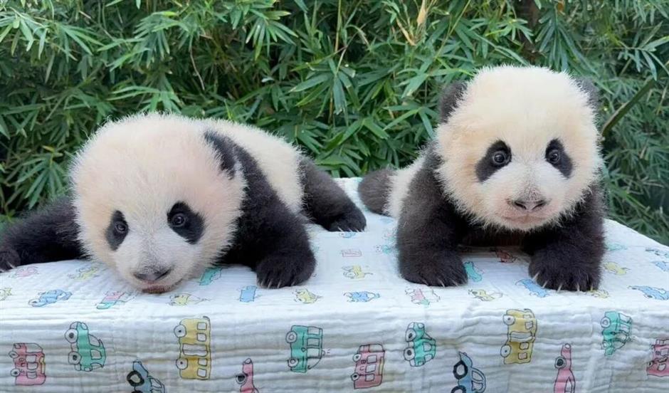 上海景区春节活动清单,新鲜出炉!|旅选上海,超级新春