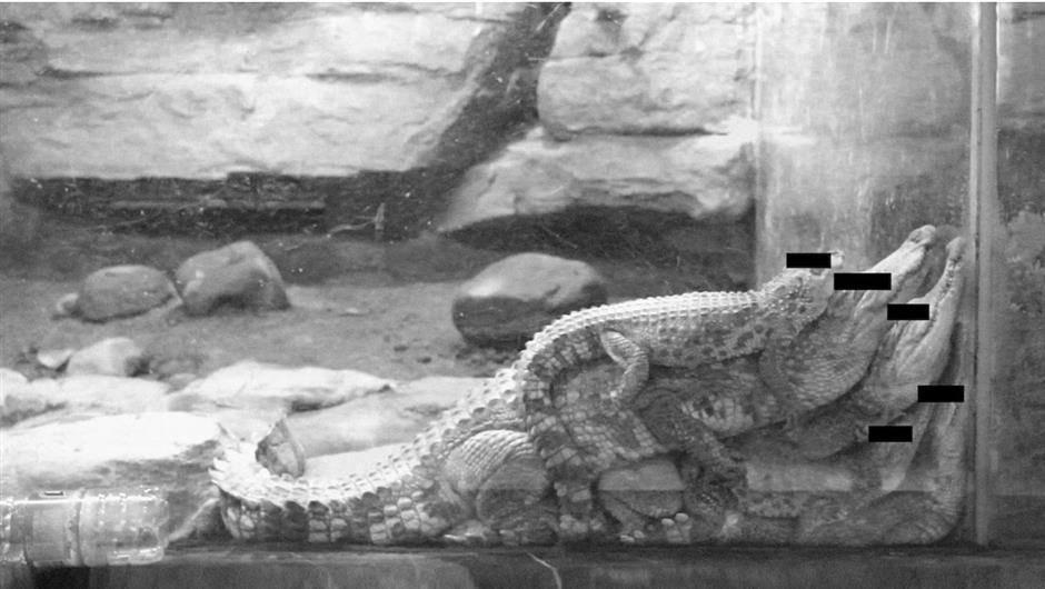 From 'Archeology of Images' to Reconstructed 'Fable Narration'