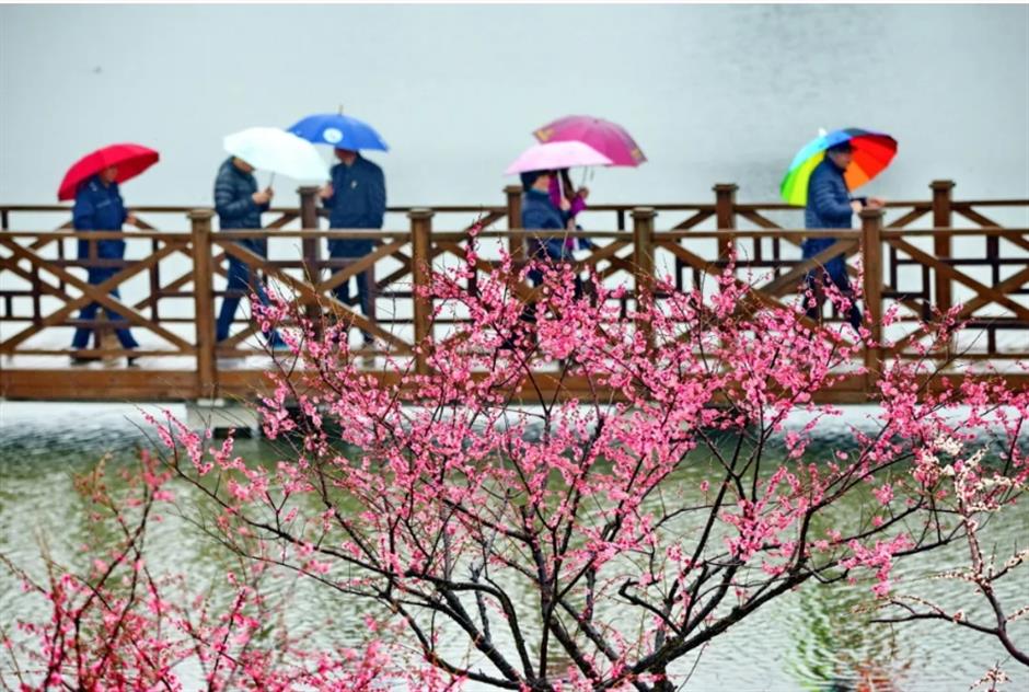 接下來的上海是梅花的主場!這幾個公園美翻了