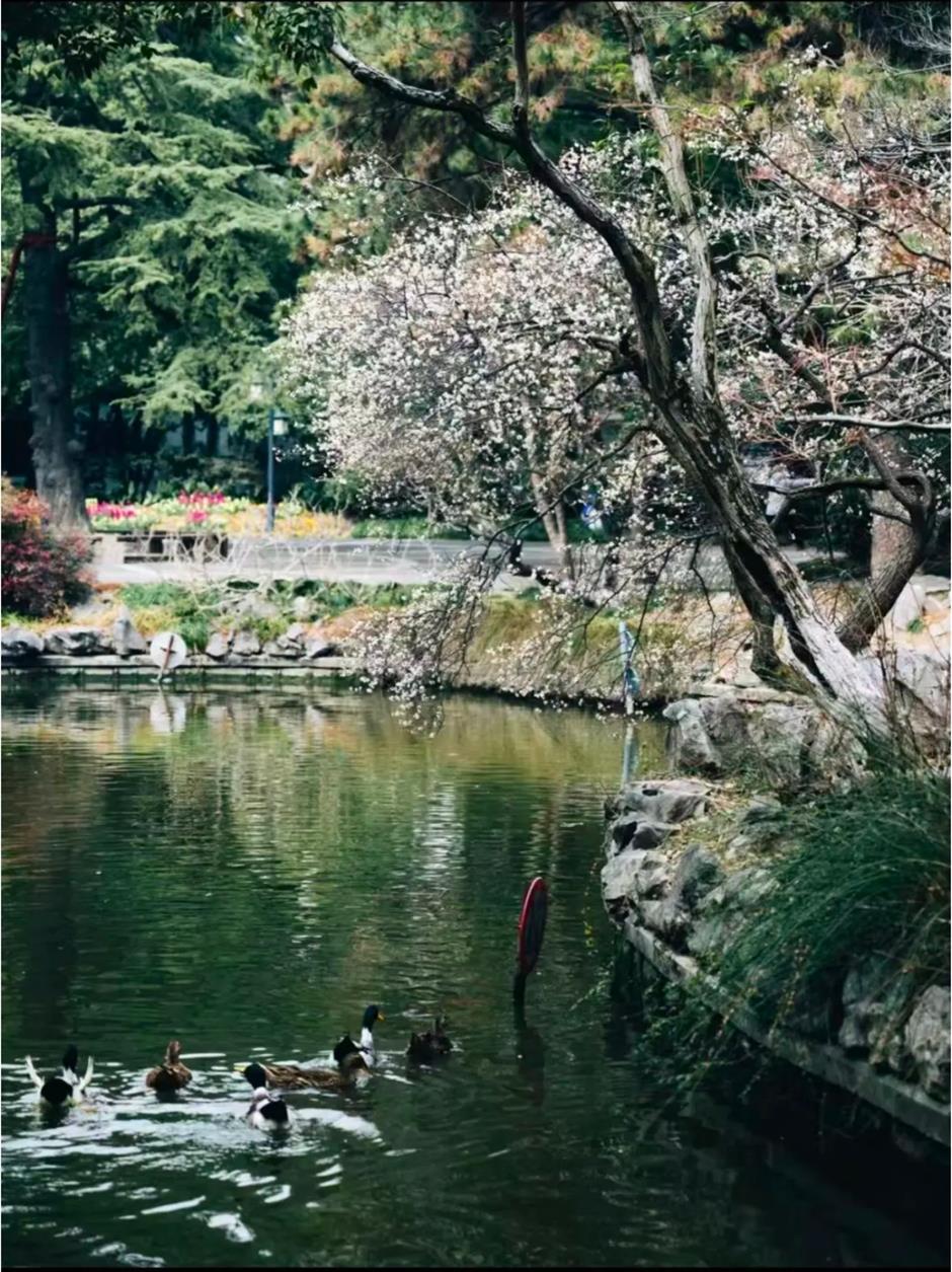 接下來的上海是梅花的主場!這幾個公園美翻了