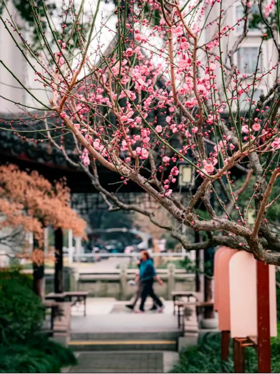接下來的上海是梅花的主場!這幾個公園美翻了