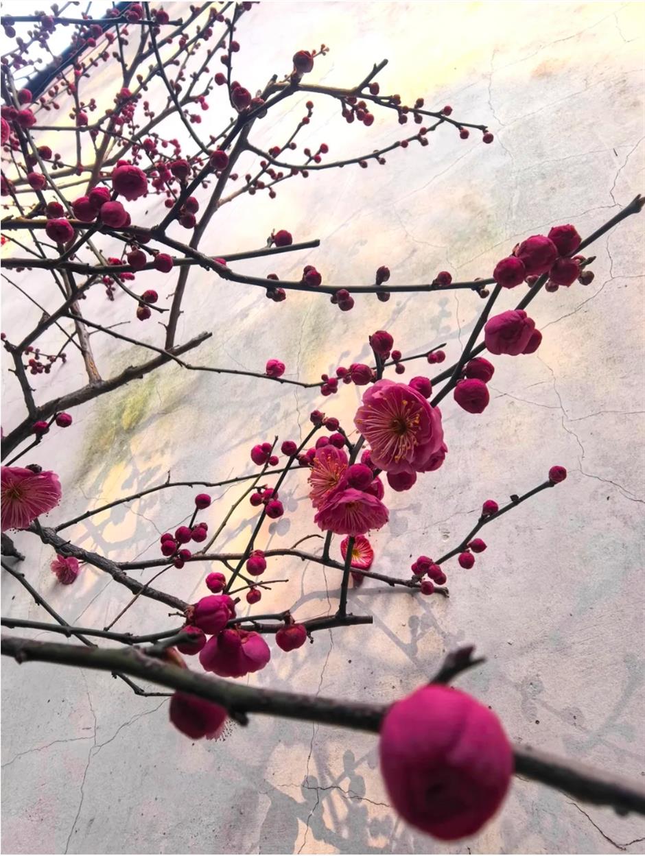 接下來的上海是梅花的主場!這幾個公園美翻了