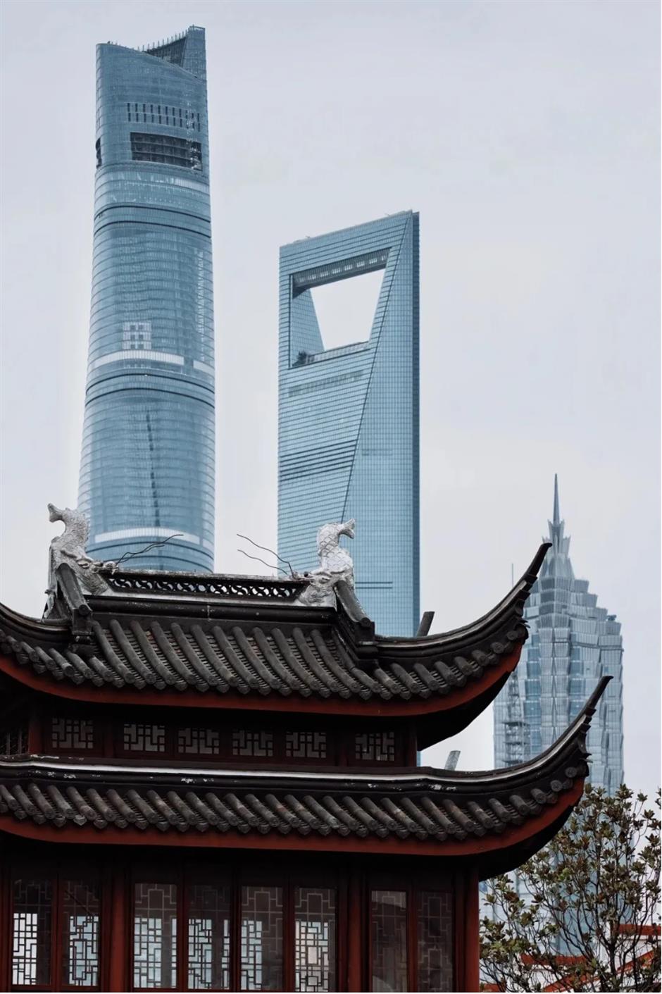 接下來的上海是梅花的主場!這幾個公園美翻了