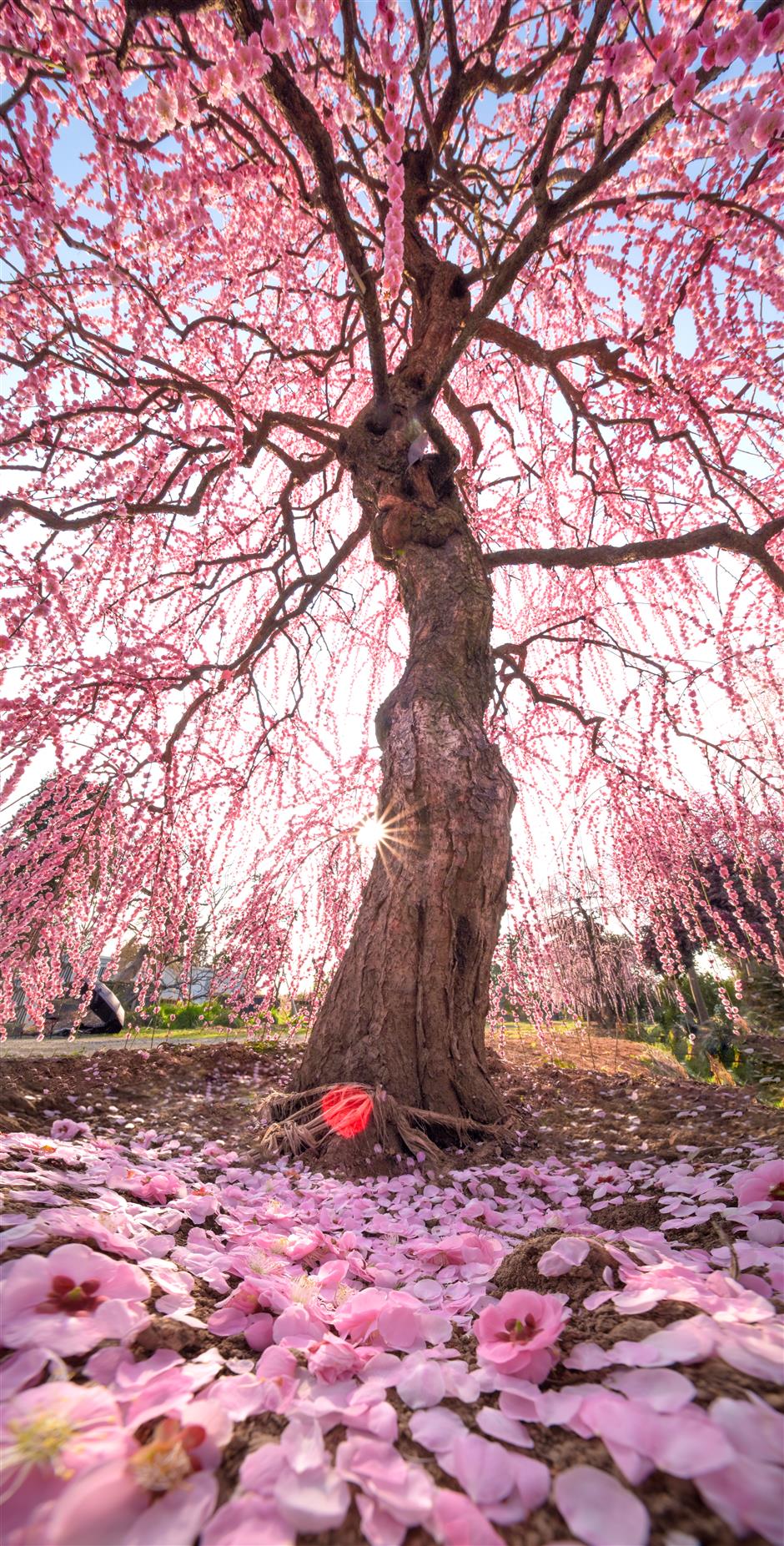 Floral Wonderland: A Flower Show, Art Walk & Weekend Hangout