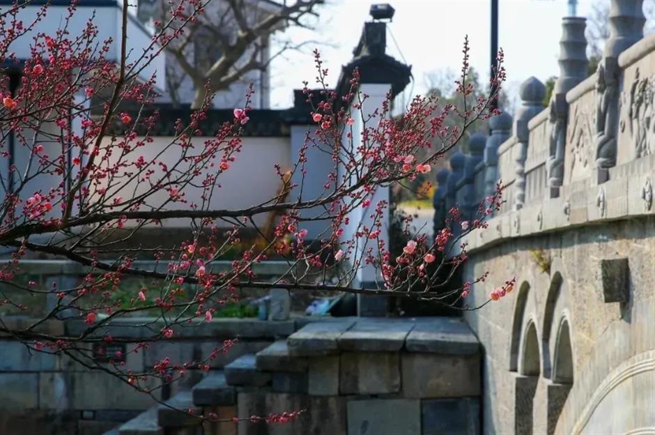 接下來的上海是梅花的主場!這幾個公園美翻了
