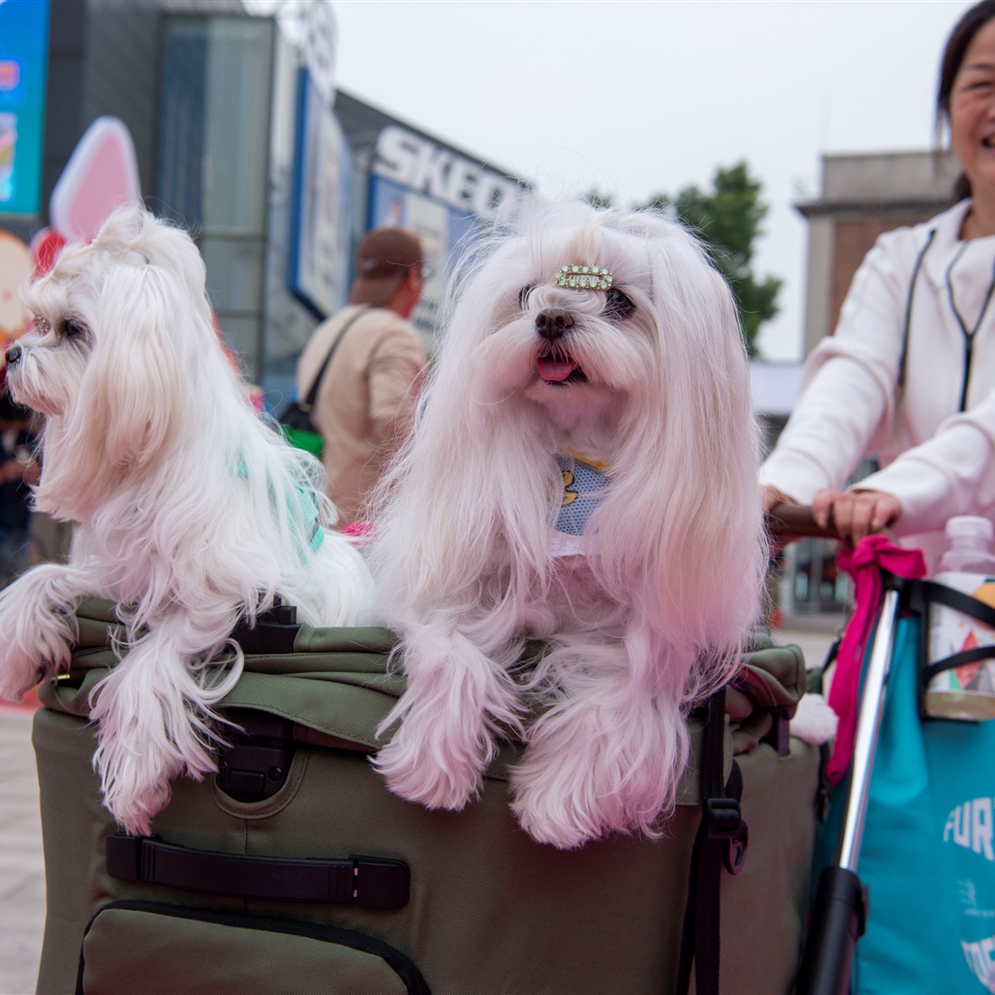 Two Sessions: Twin Proposals Target Pet Economy Problems