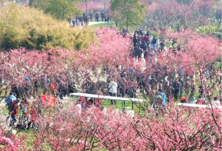 接下來的上海是梅花的主場!這幾個公園美翻了