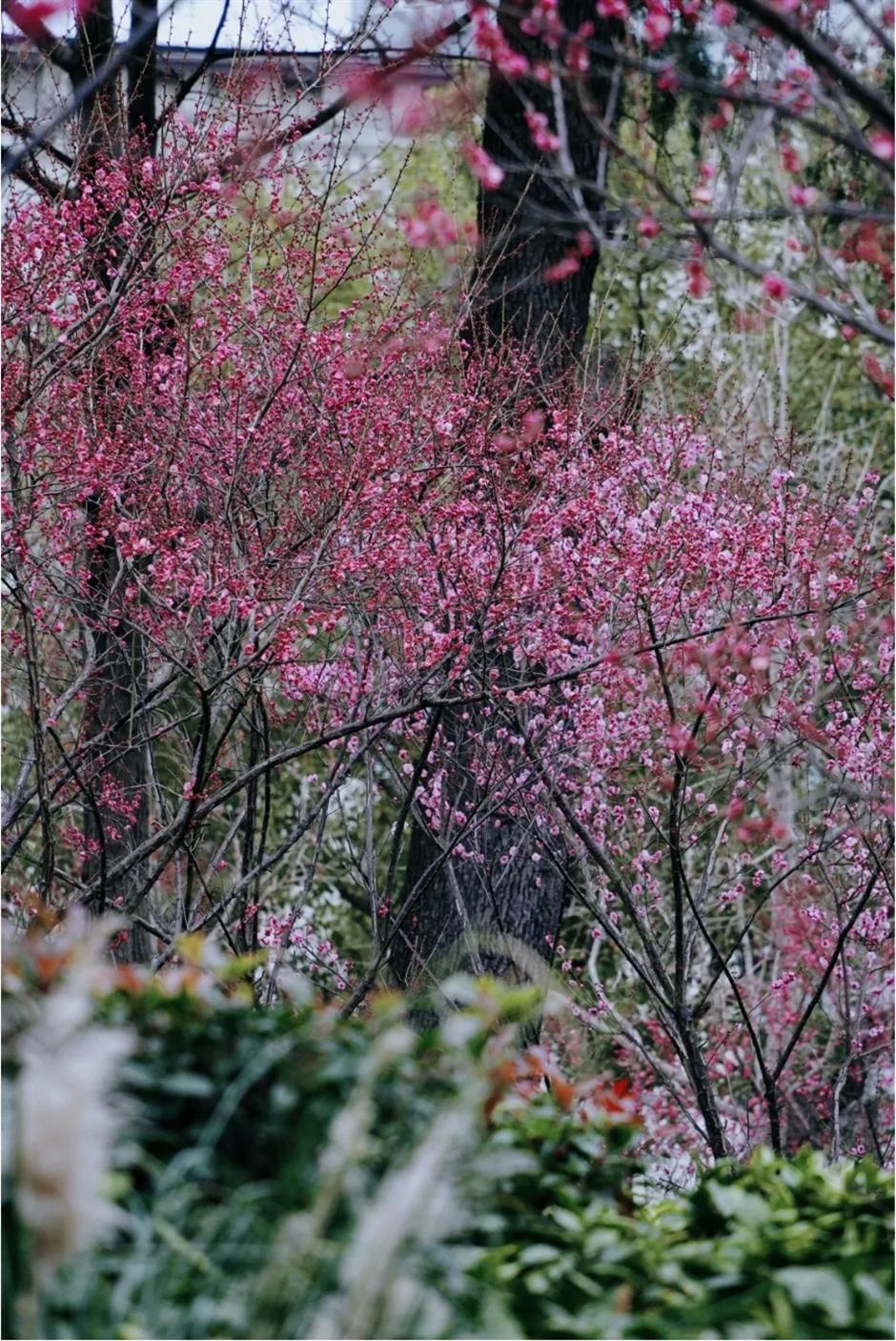 接下來的上海是梅花的主場!這幾個公園美翻了