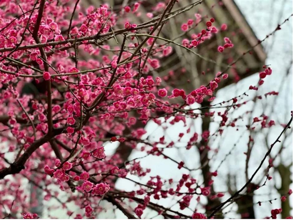 接下來的上海是梅花的主場!這幾個公園美翻了
