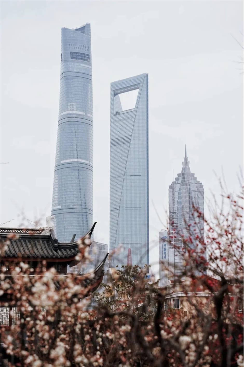 接下來的上海是梅花的主場!這幾個公園美翻了