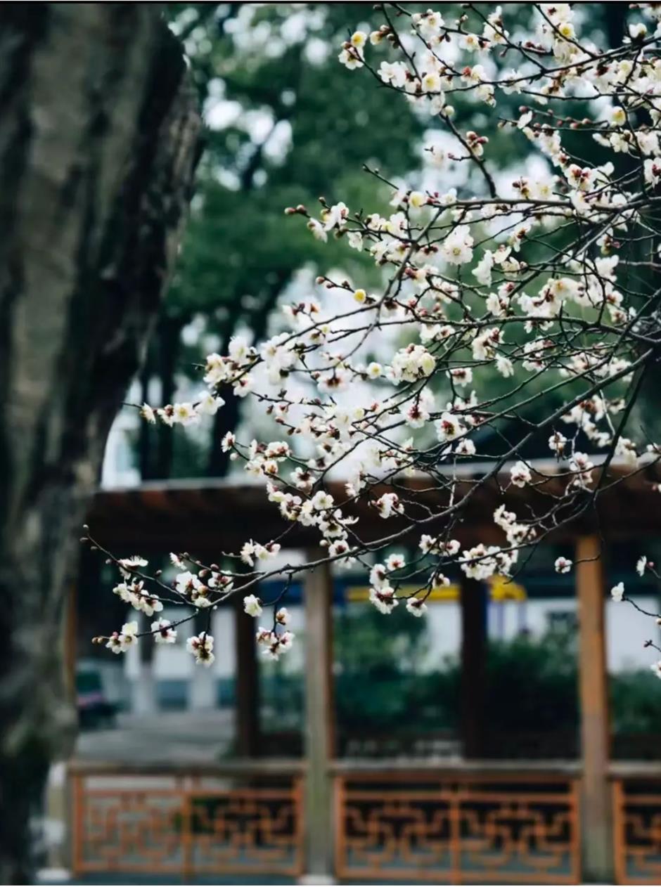 接下來的上海是梅花的主場!這幾個公園美翻了