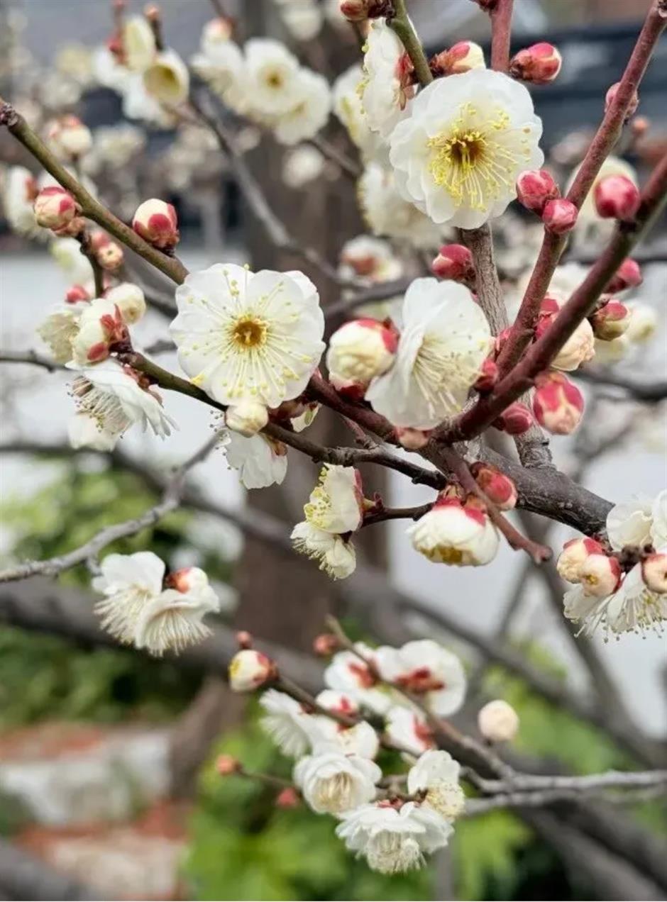 接下來的上海是梅花的主場!這幾個公園美翻了