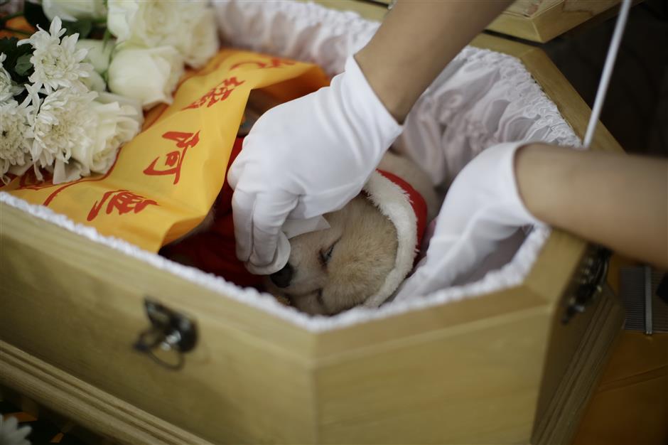 Twin Proposals Target Pet Economy Problems