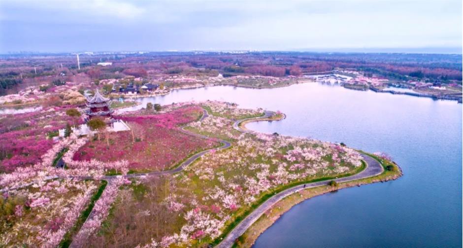 接下來的上海是梅花的主場!這幾個公園美翻了