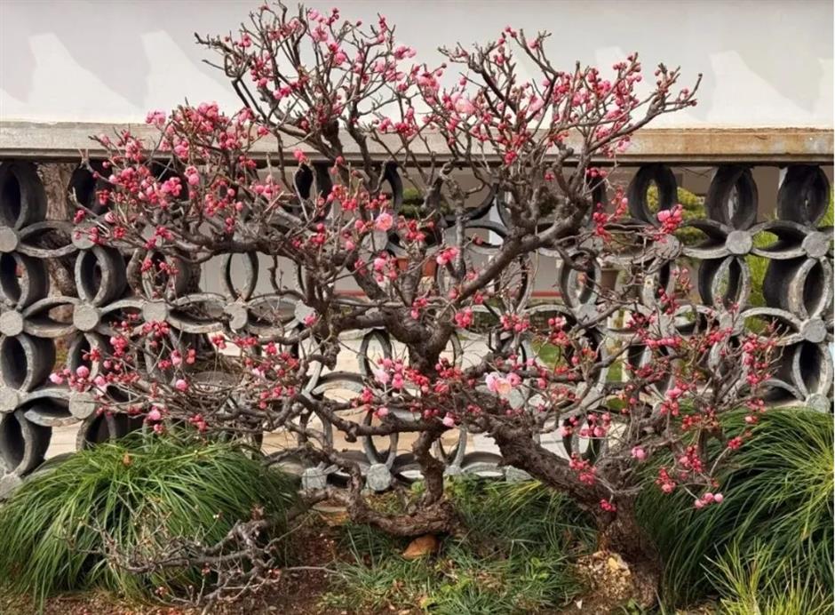 接下來的上海是梅花的主場!這幾個公園美翻了