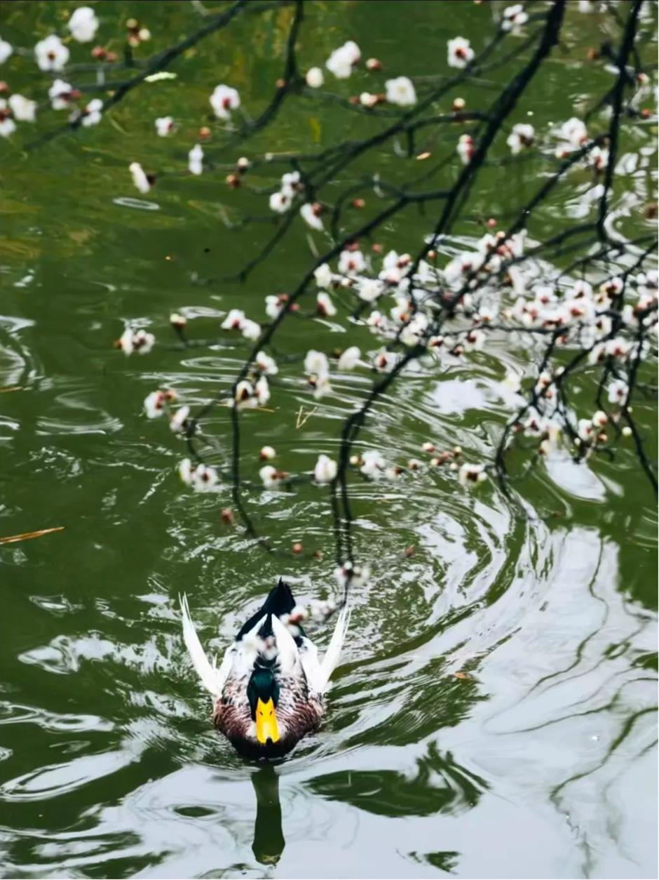 接下來的上海是梅花的主場!這幾個公園美翻了