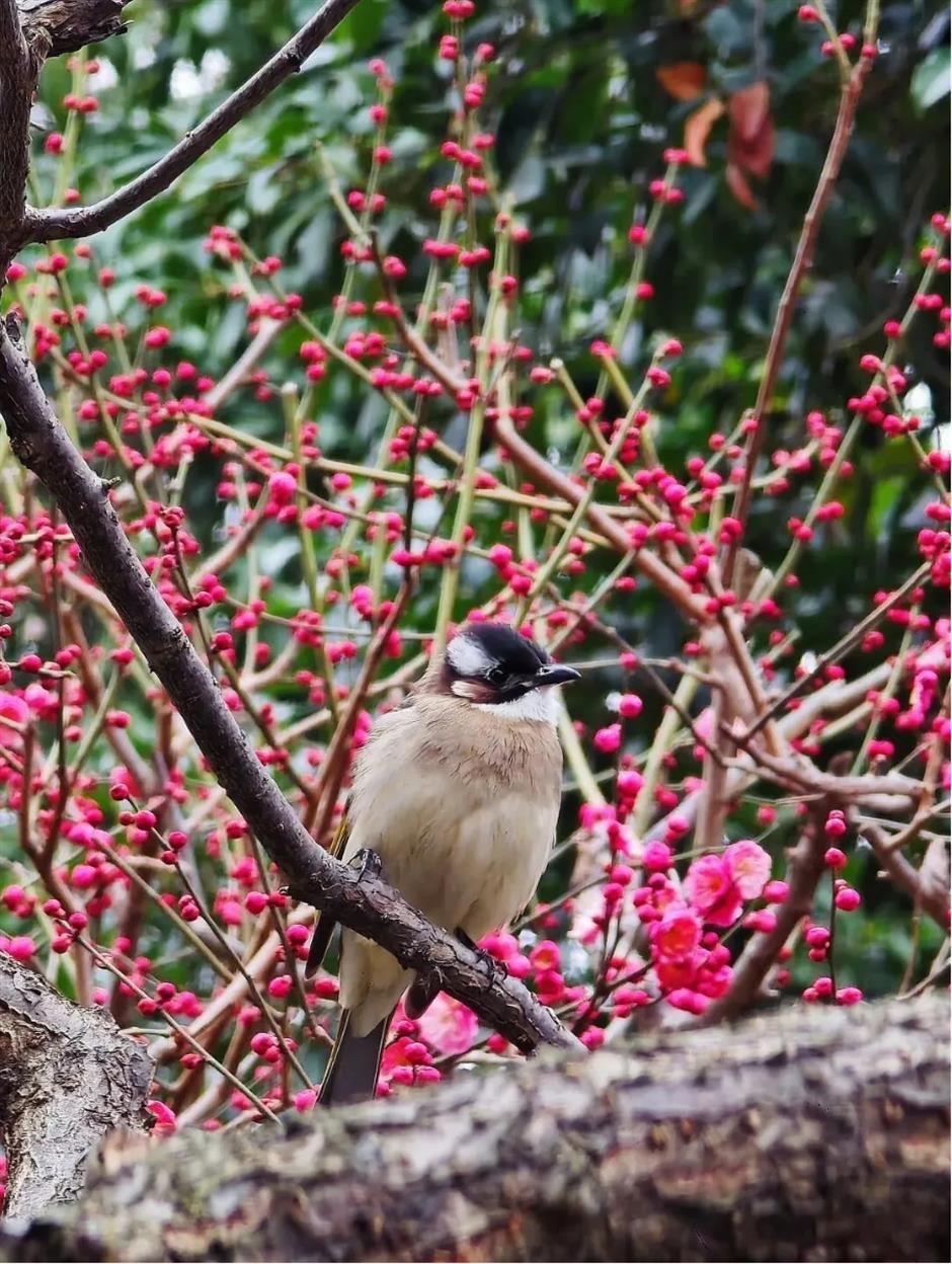 接下來的上海是梅花的主場!這幾個公園美翻了