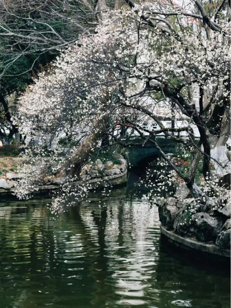 接下來的上海是梅花的主場!這幾個公園美翻了