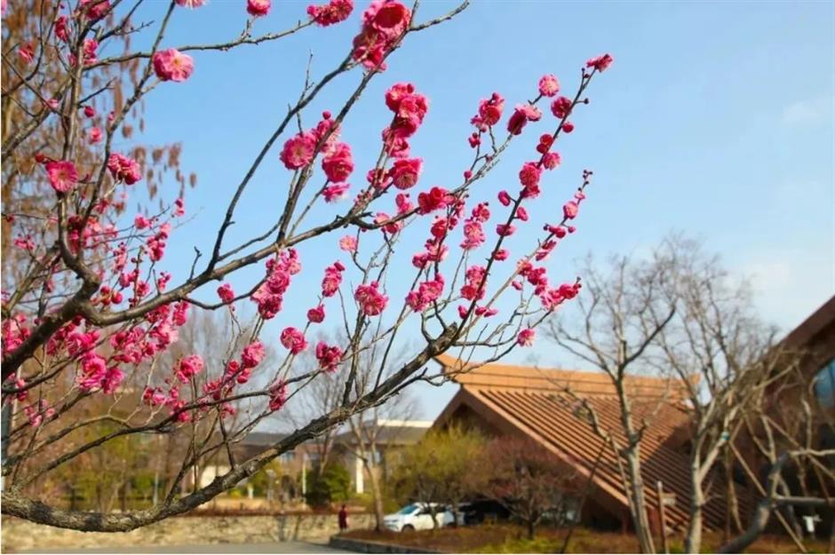 接下來的上海是梅花的主場!這幾個公園美翻了