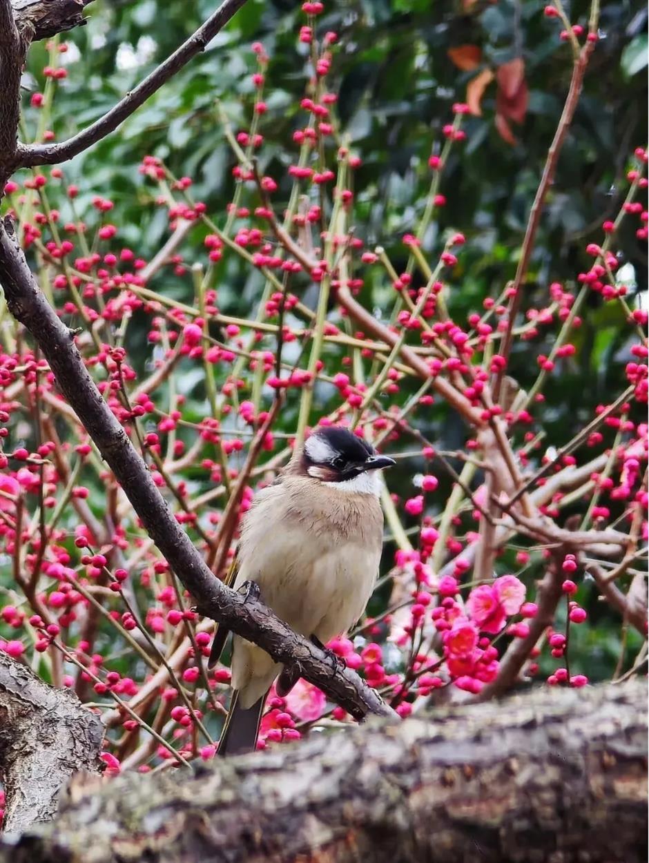 接下來的上海是梅花的主場!這幾個公園美翻了