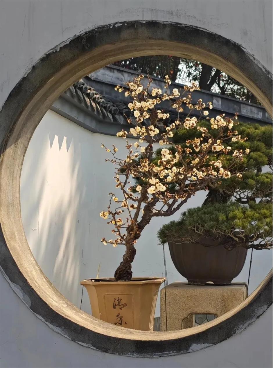 接下來的上海是梅花的主場!這幾個公園美翻了