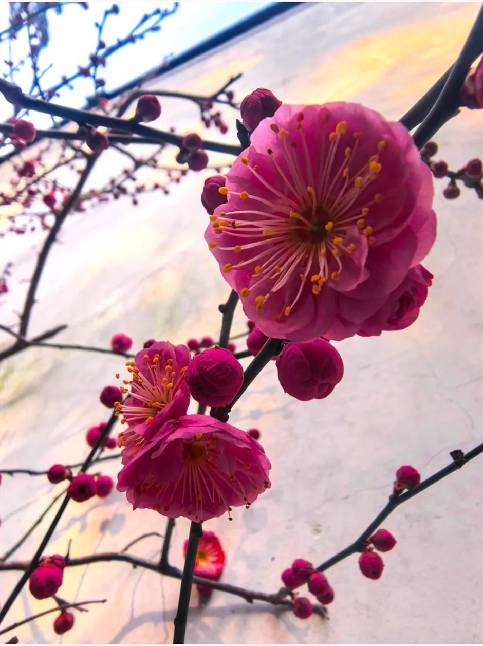 接下來的上海是梅花的主場!這幾個公園美翻了