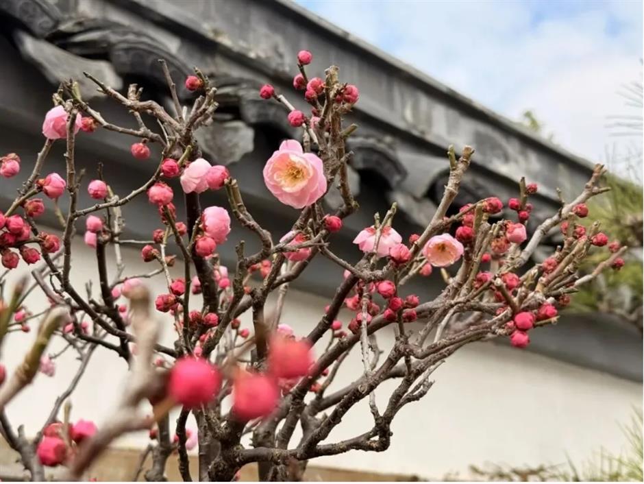 接下來的上海是梅花的主場!這幾個公園美翻了