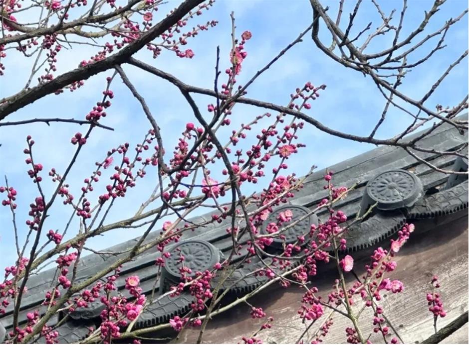 接下來的上海是梅花的主場!這幾個公園美翻了