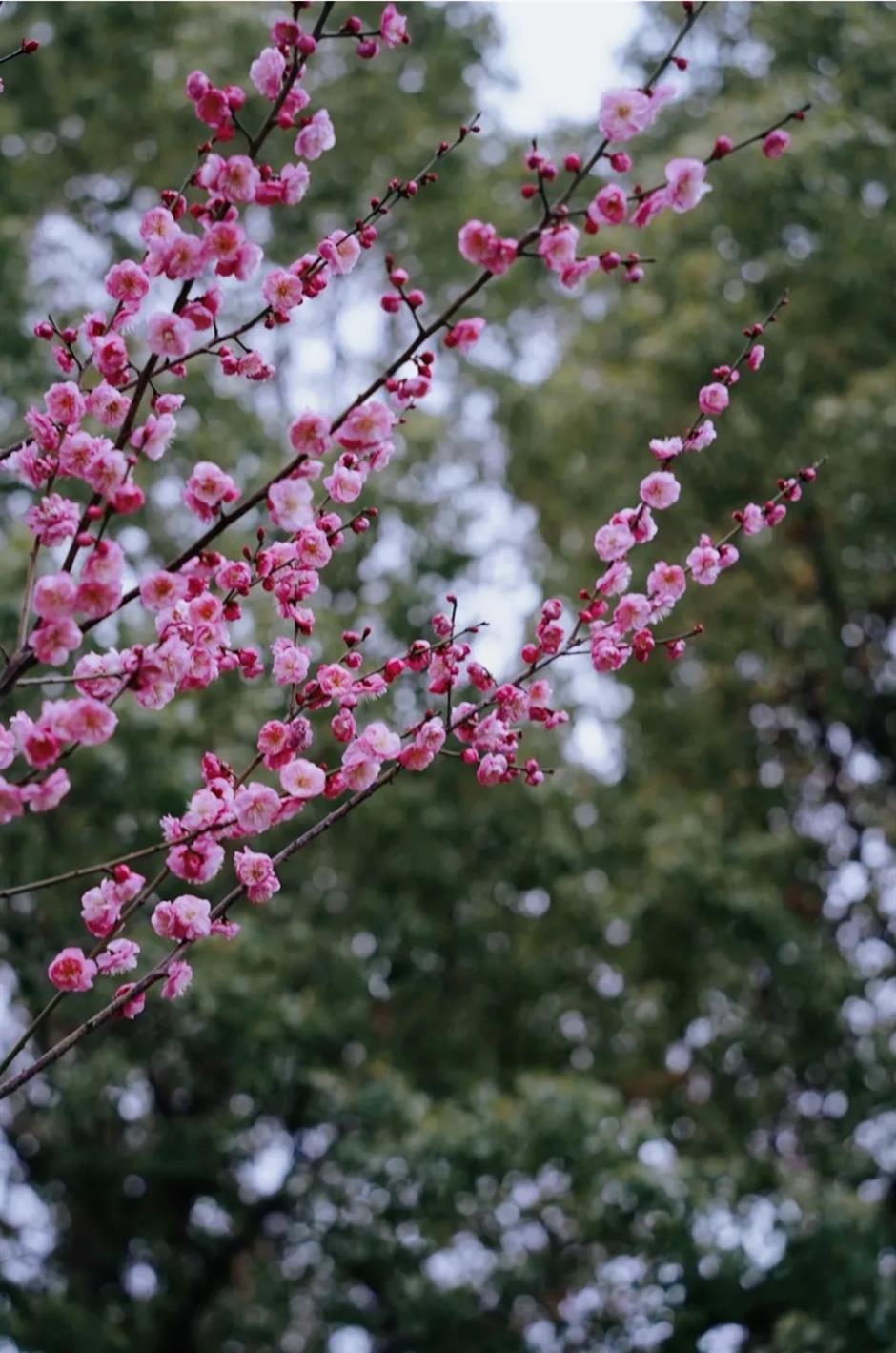 接下來的上海是梅花的主場!這幾個公園美翻了