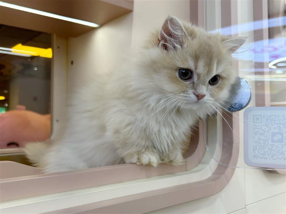 [Hai Streets] Gardens, Snacks, Tea Houses and More at Yuyuan