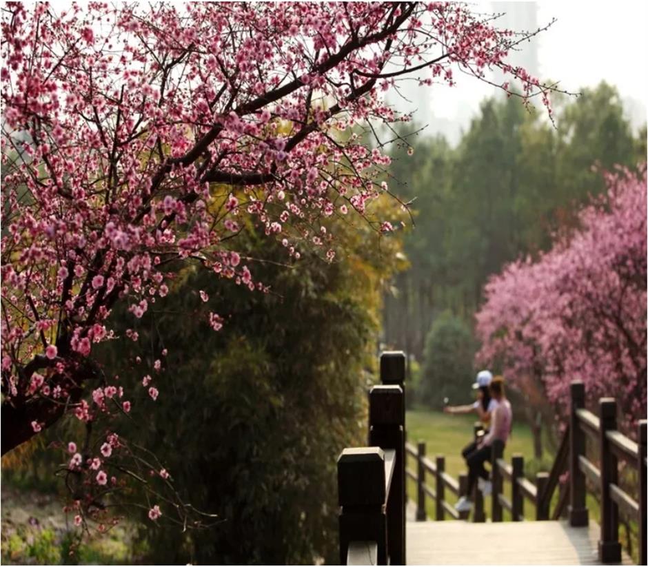 新春游园赏花会、巨型鲸鱼装置、刘若英演唱会......一周文旅生活