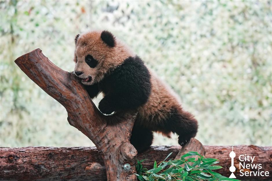 Expect to See 'Second-Generation' Pandas During Spring Festival Holiday