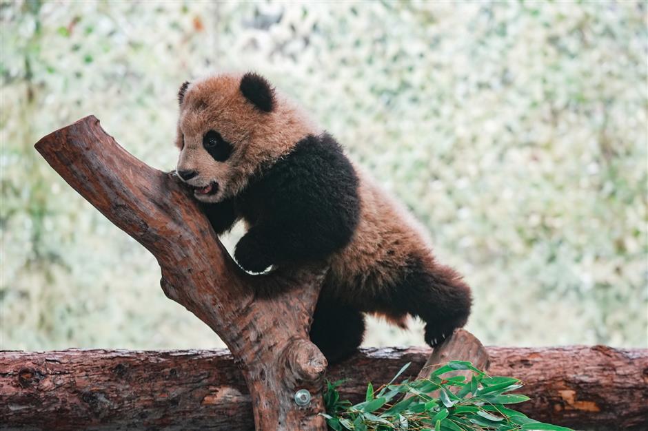 Expect to See 'Second-Generation' Pandas During Spring Festival Holiday