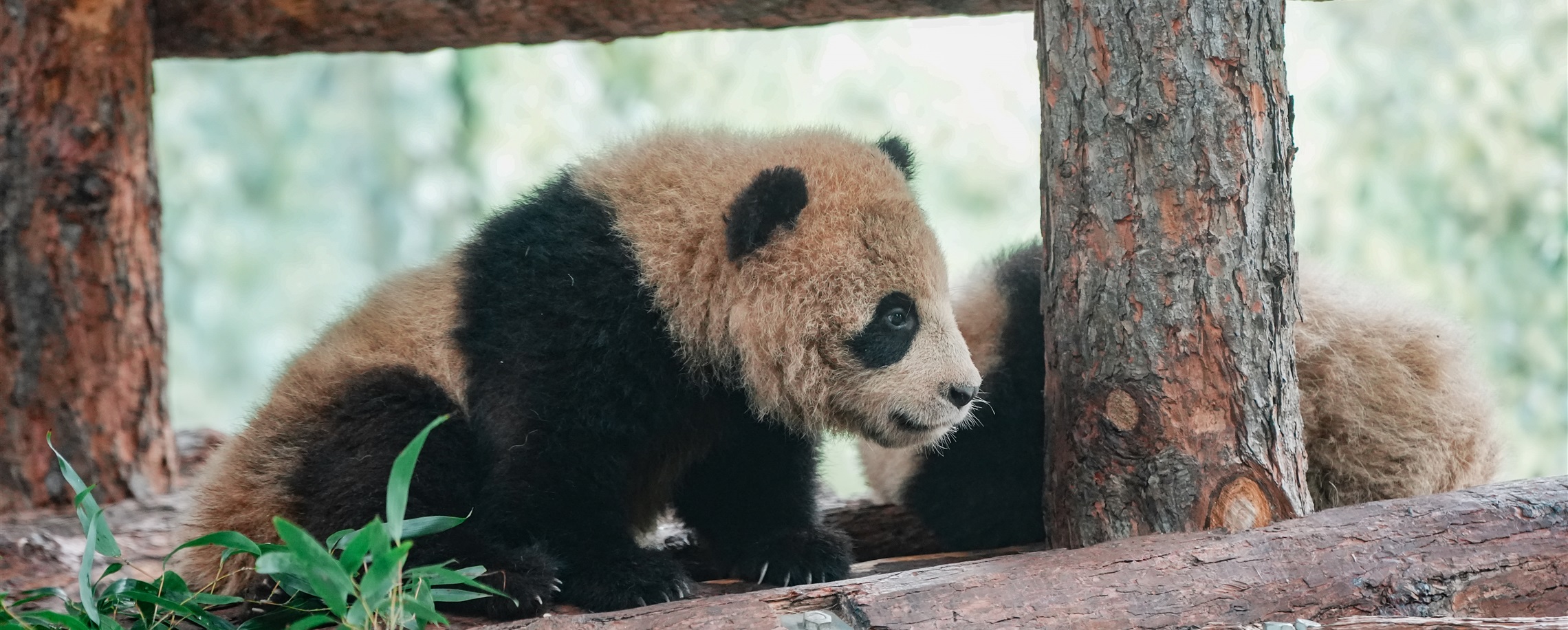 Expect to See 'Second-Generation' Pandas During Spring Festival Holiday