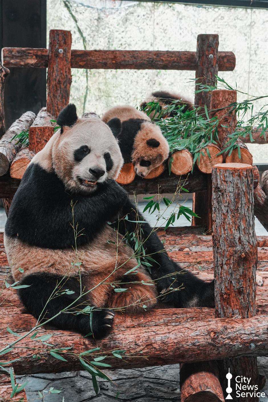 Expect to See 'Second-Generation' Pandas During Spring Festival Holiday