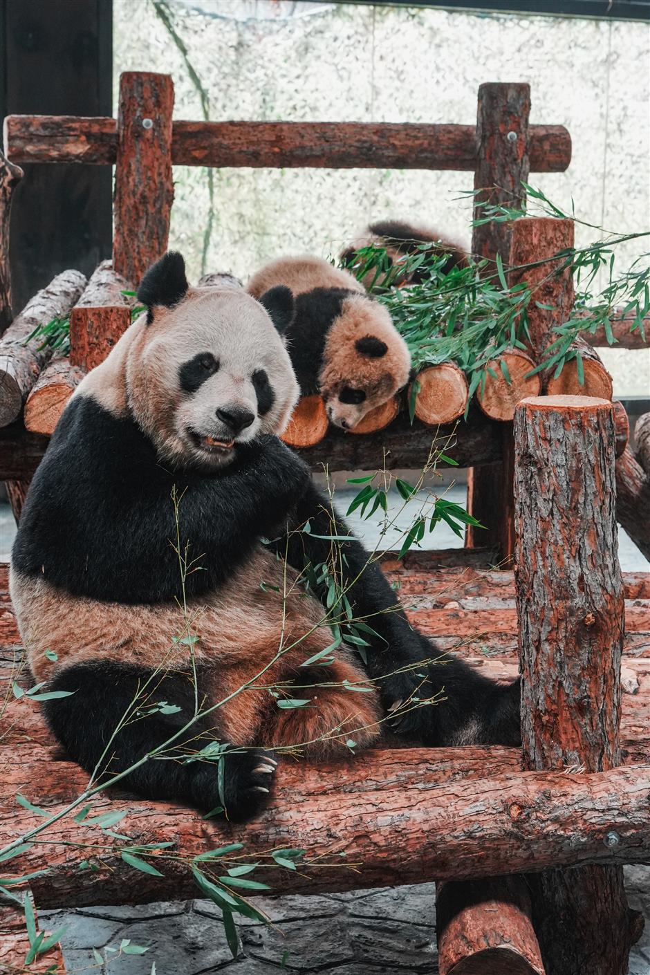 Expect to See 'Second-Generation' Pandas During Spring Festival Holiday