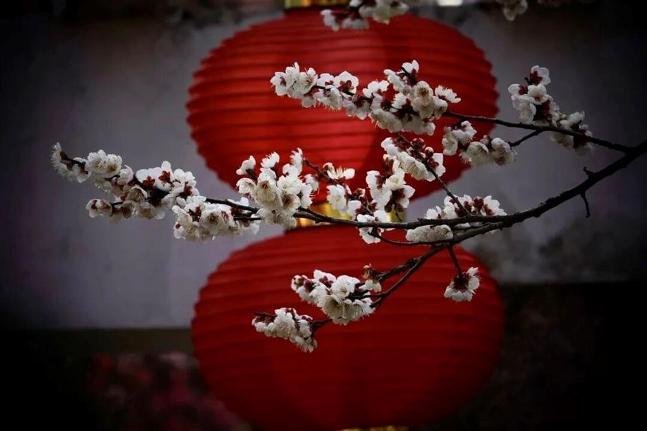 上海早春的花都开好了!