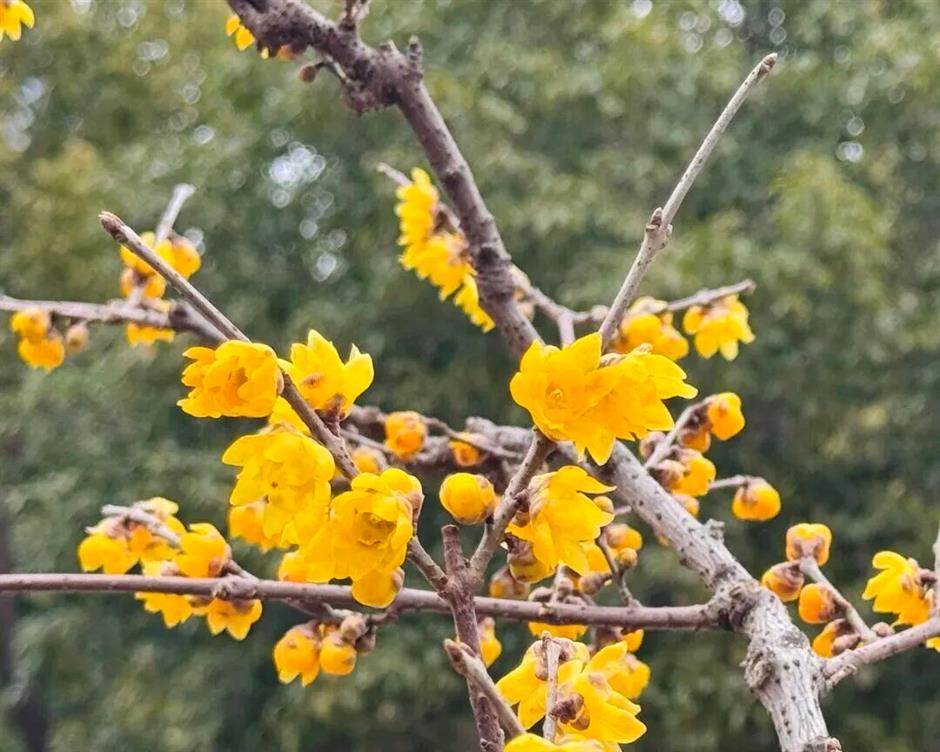 上海早春的花都开好了!