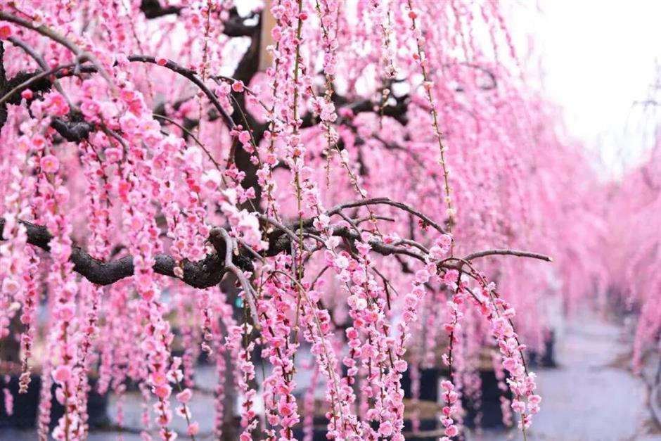 上海早春的花都开好了!