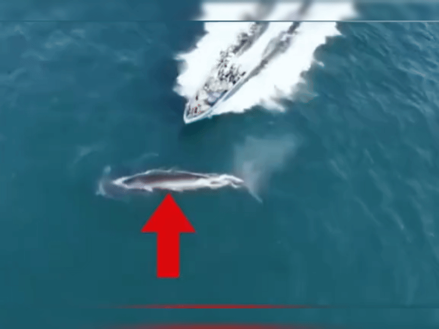 Bryde's whale injured in boat collision near Weizhou Island