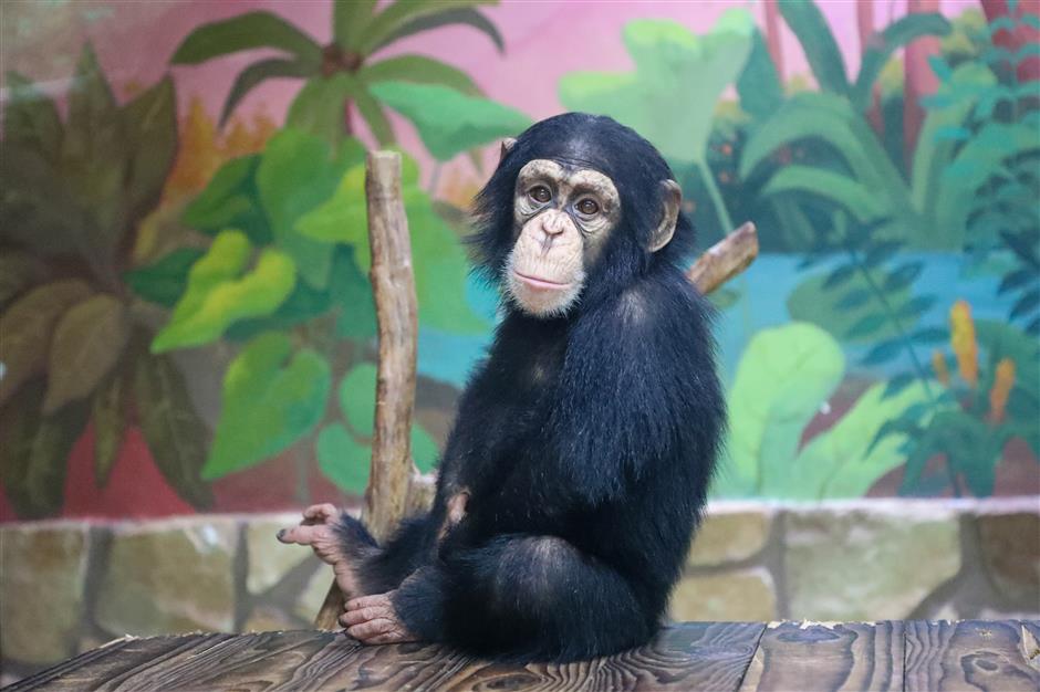 Animal Stars Unveiled as 'Cute Masters of Shanghai'